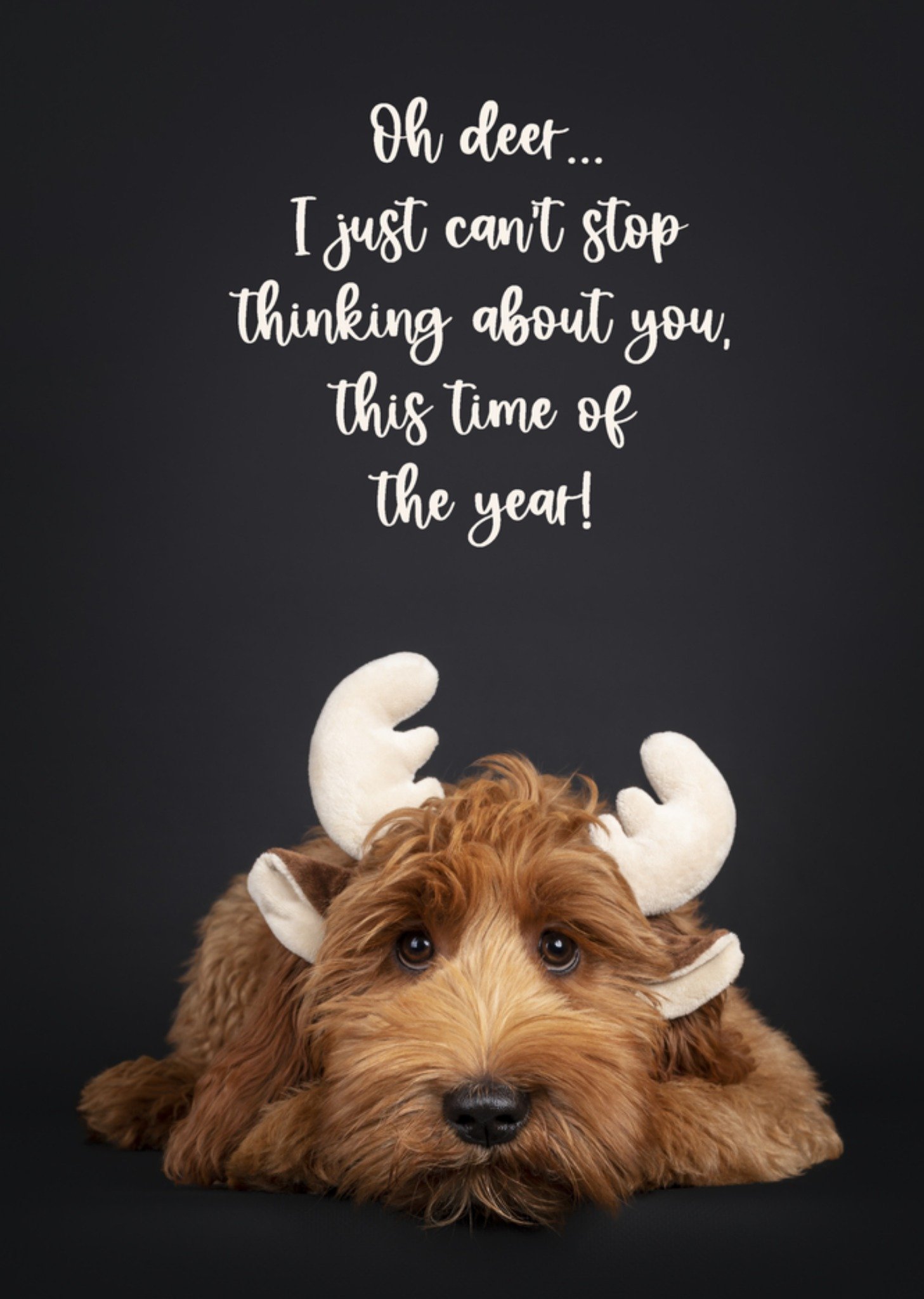 Kerstkaart hondje Catchy Images