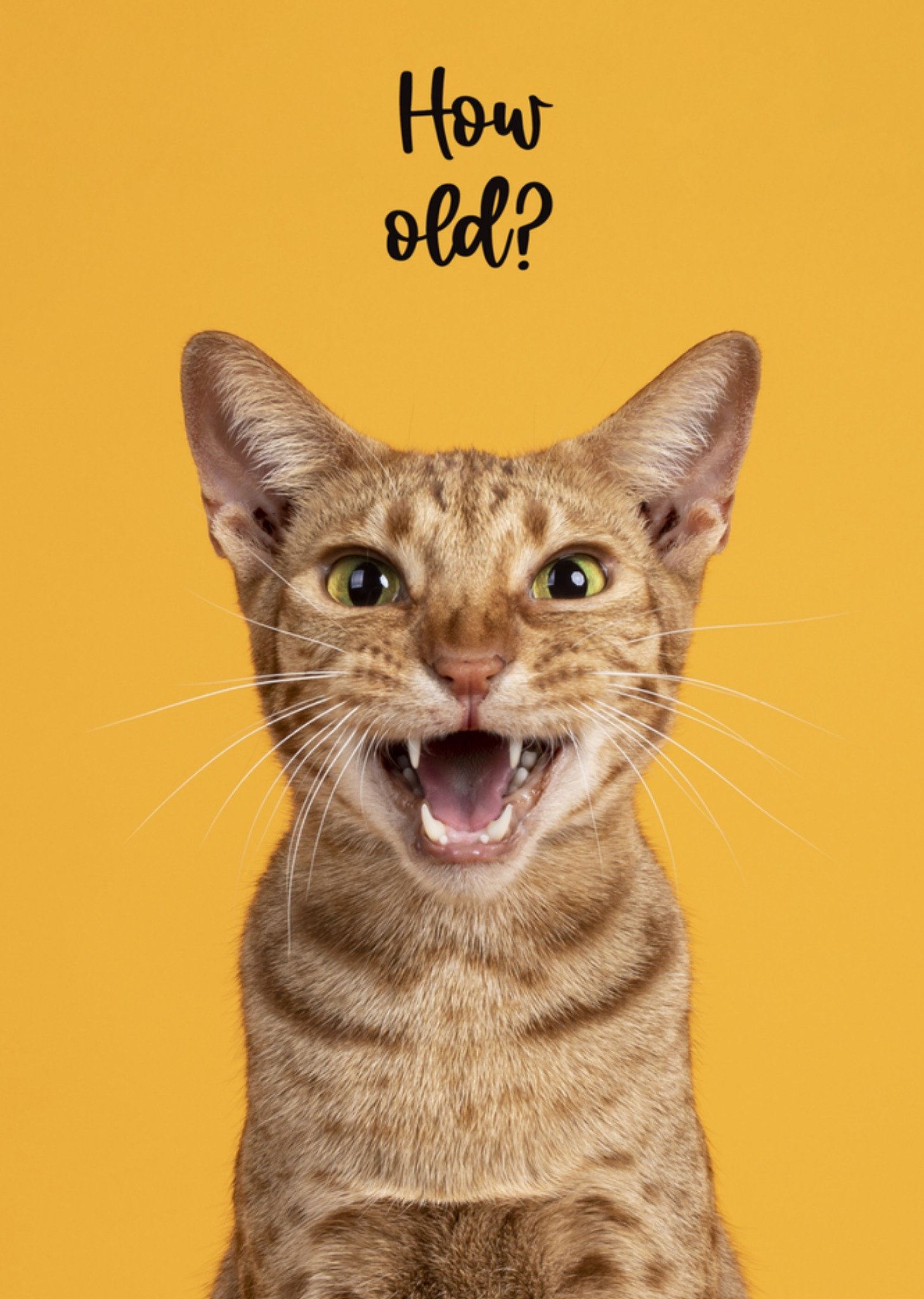 Verjaardagskaart kat grappig Kaart Catchy Images