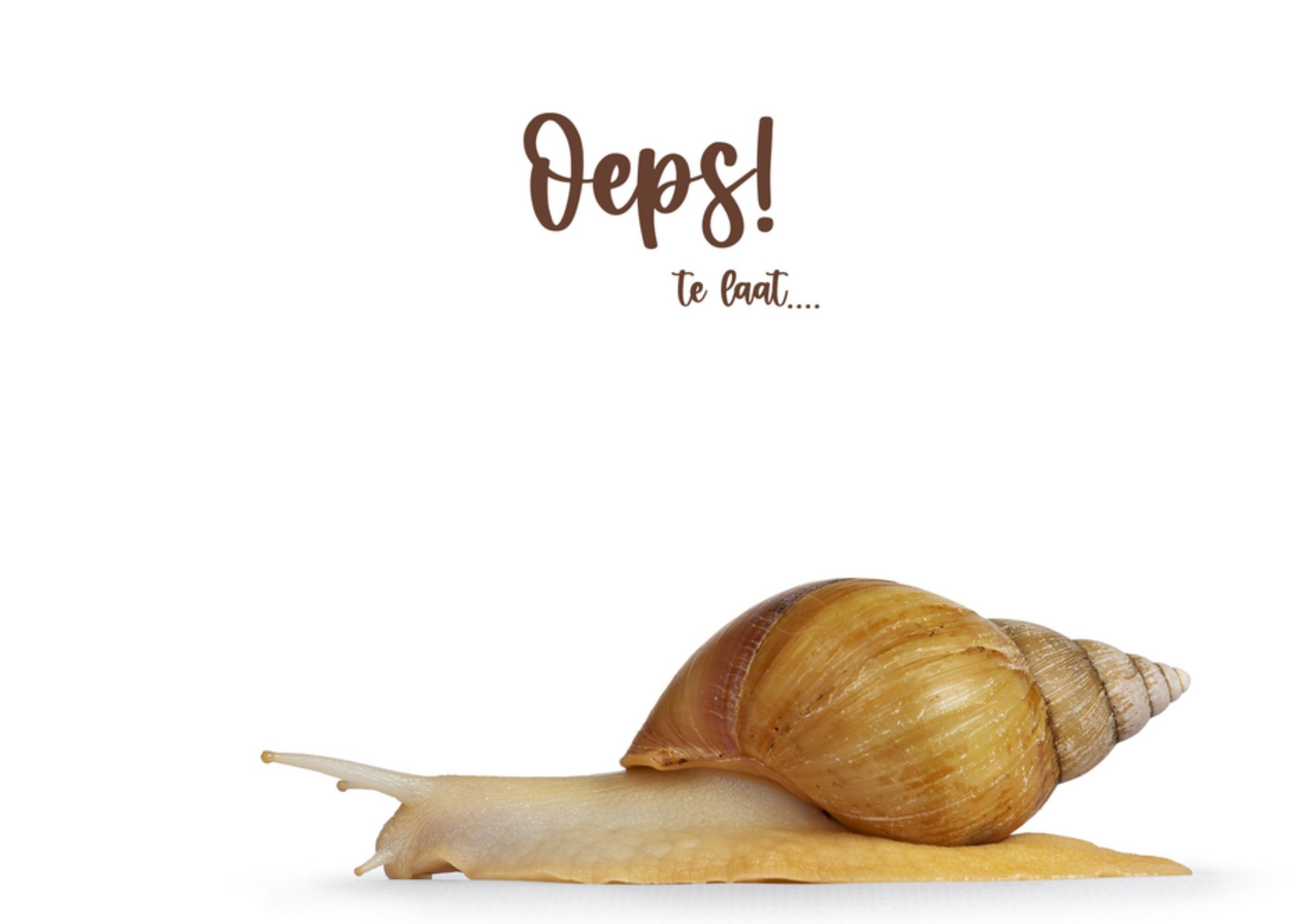 Verjaardagskaart te laat slak Kaart Catchy Images