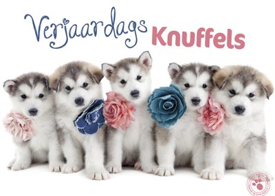 Studio Pets | Verjaardagskaart | Puppy's