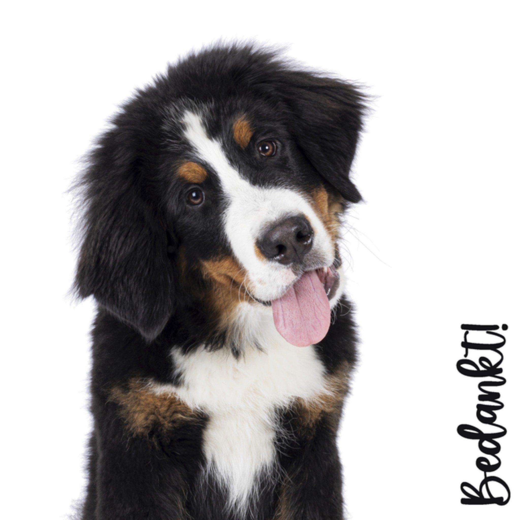 Bedankkaart hond Vierkante Kaart Catchy Images