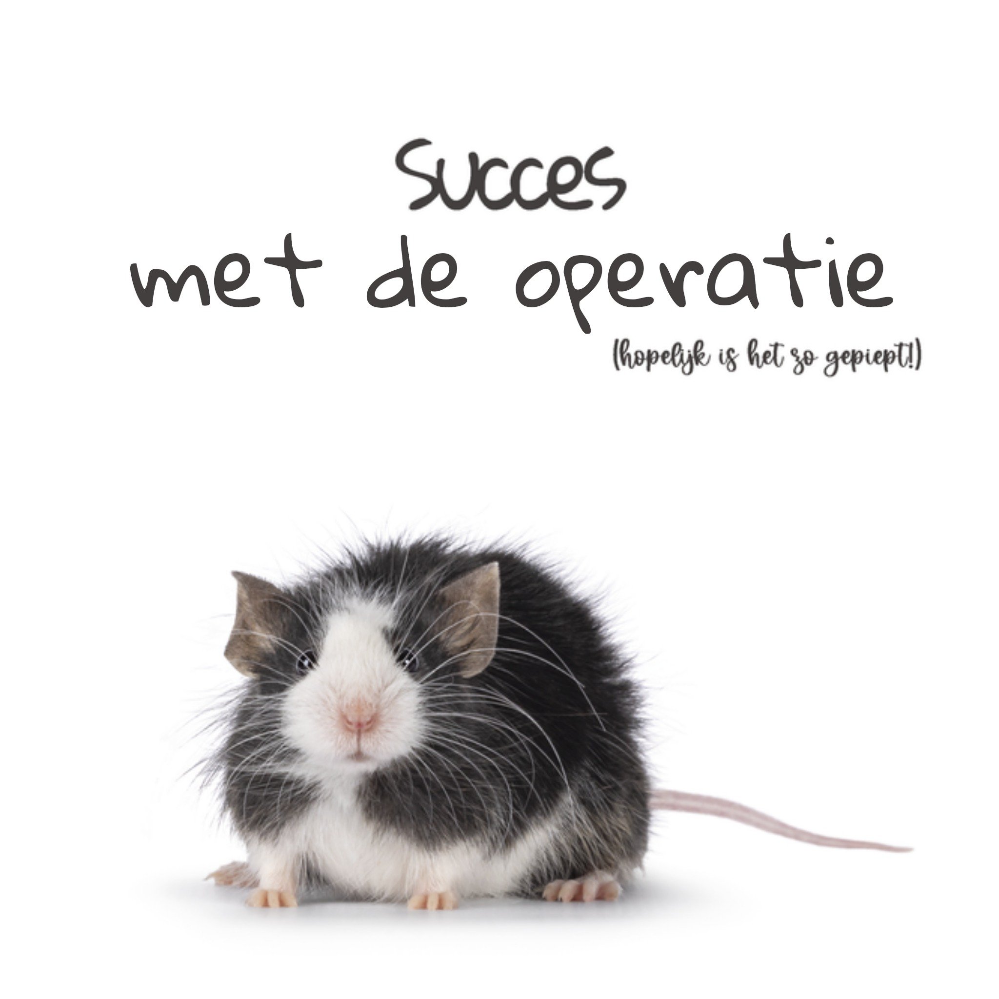 Beterschapskaart Knaagdier Vierkante Kaart Catchy Images