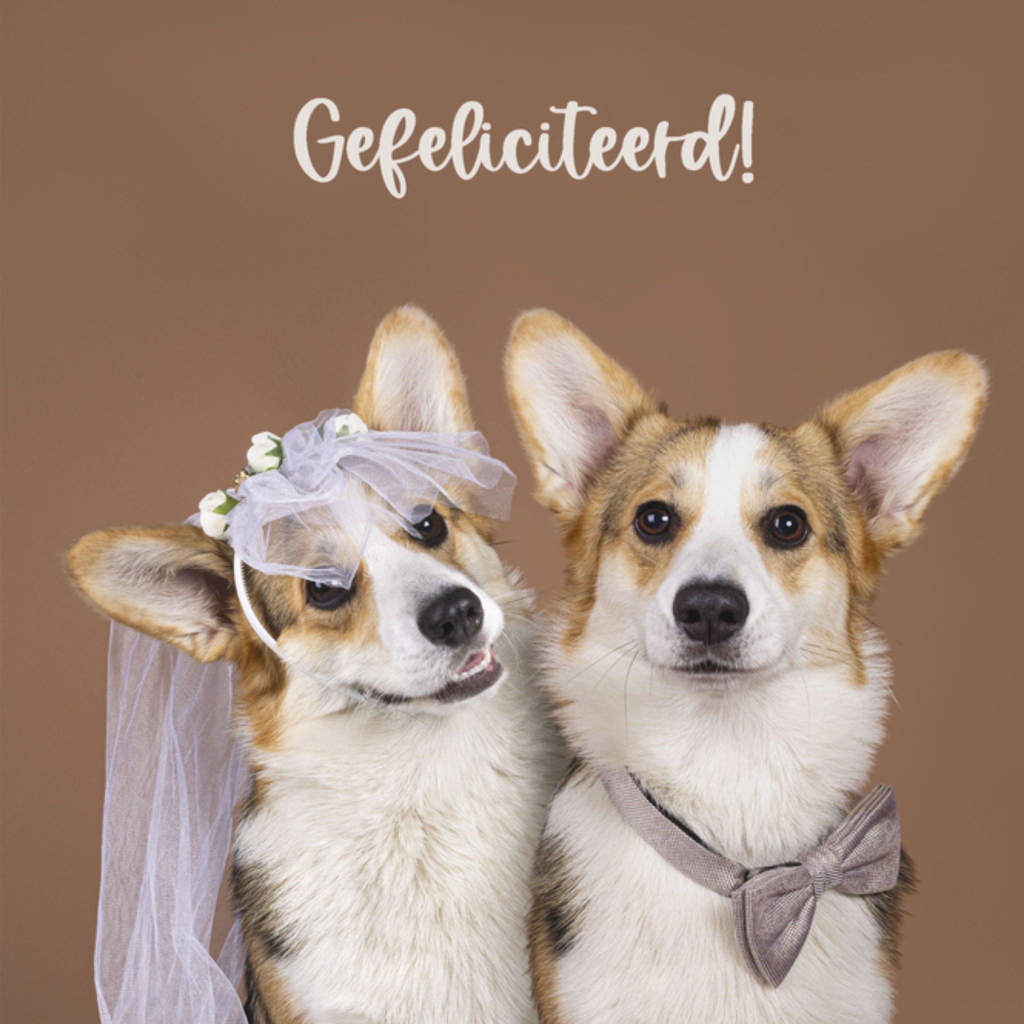 Huwelijkskaart Corgi Vierkante Kaart Catchy Images