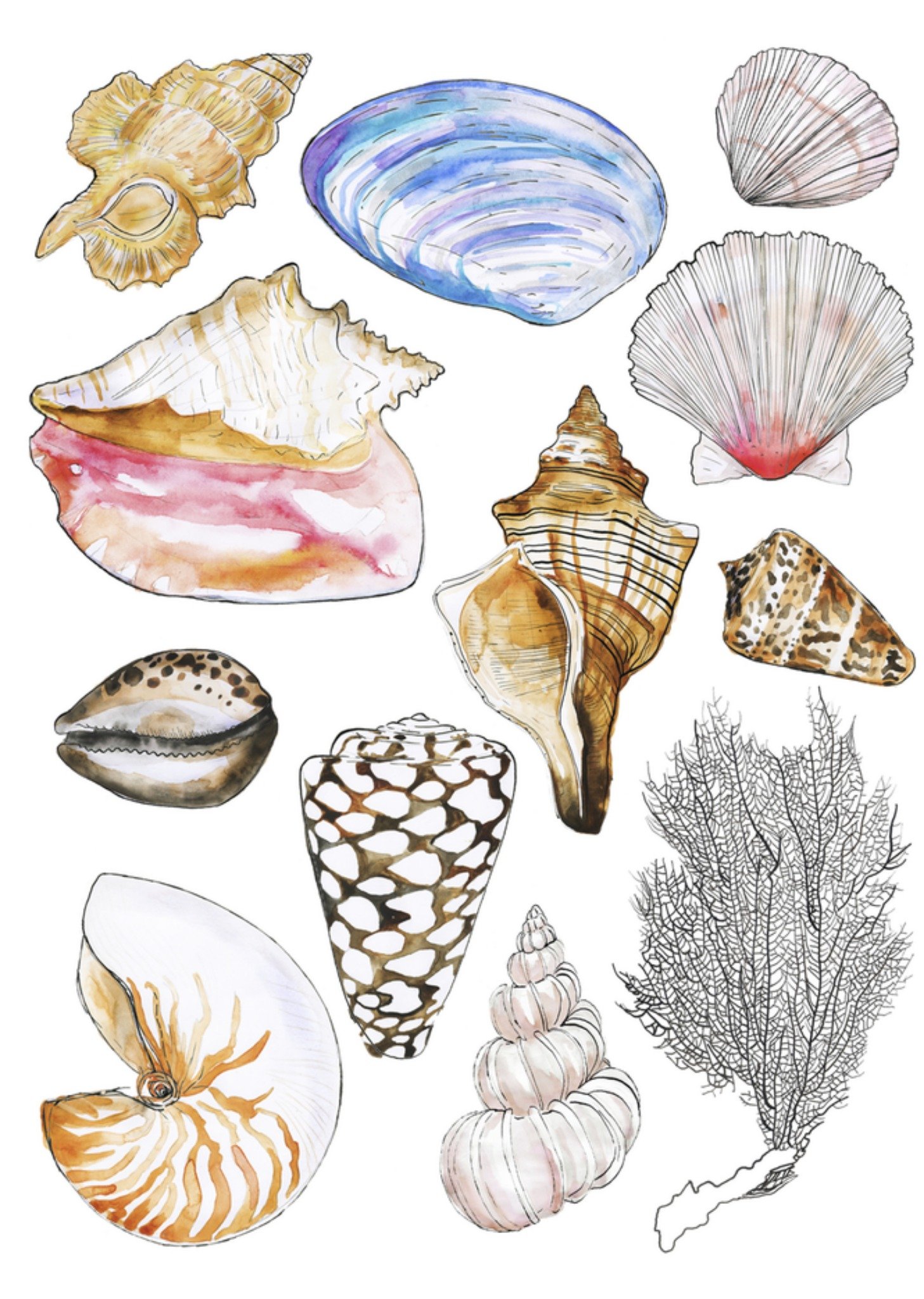 Zomaar Schelpen Kaart Marie Bodié