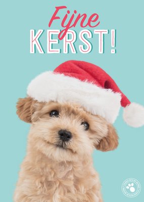 Studio Pets | Kerstkaart | Hond