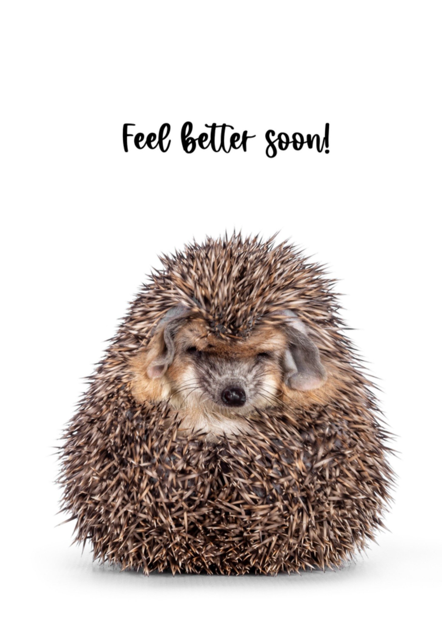 Beterschapskaart Egel Catchy Images