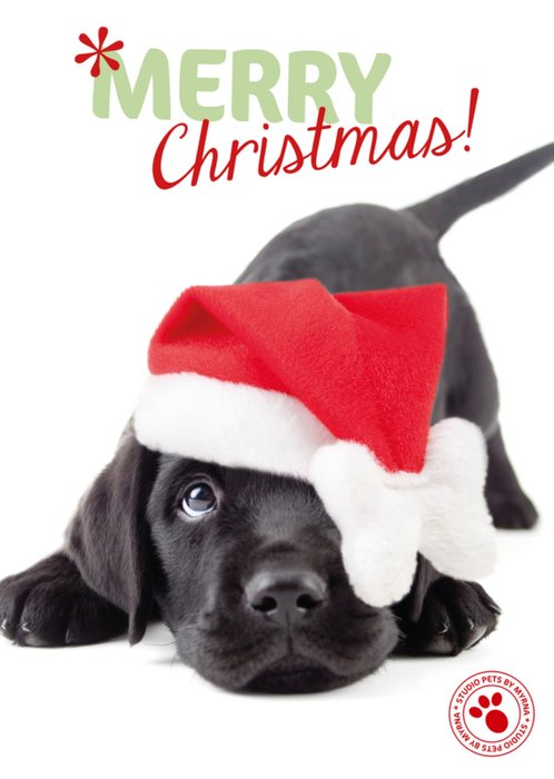 Studio Pets | Kerstkaart | hondje | kerstmuts