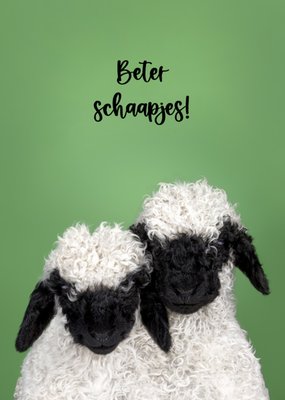 Catchy Images | Beterschapskaart | Schaapjes