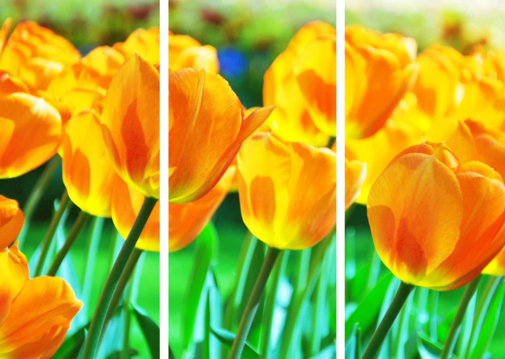 Paaskaart tulpen Kaart Greetz