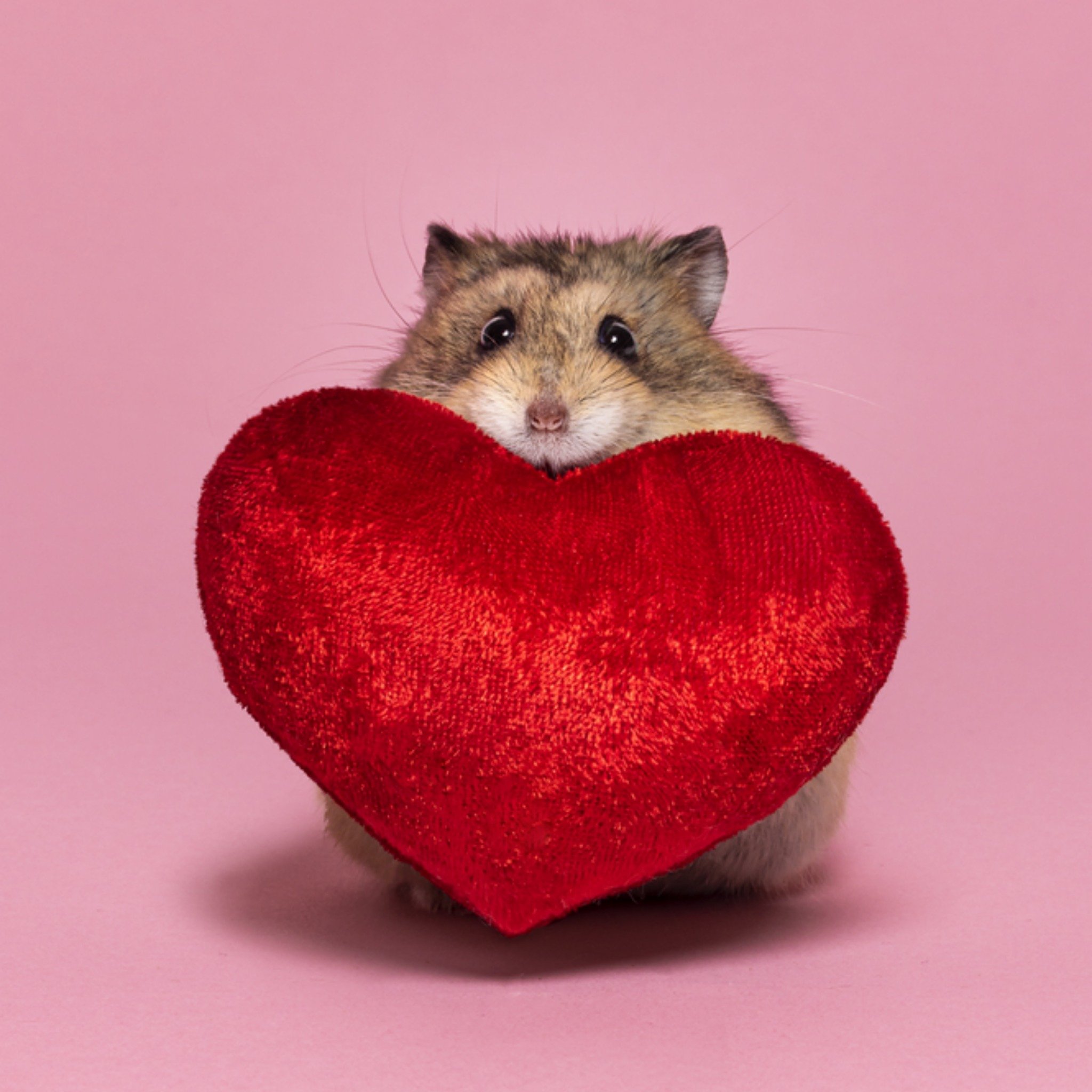 Zomaar kaart Schattige muis Vierkante Kaart Catchy Images