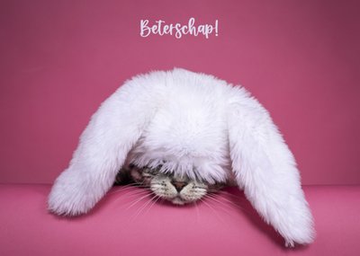 Catchy Images | Beterschapkaart | kat
