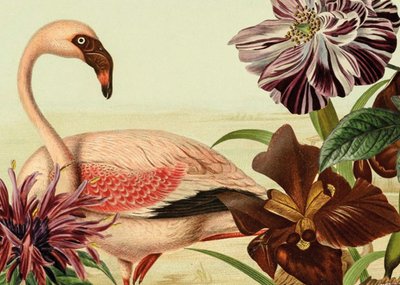 NIN-NIT | Zomaarkaart | Flamingo