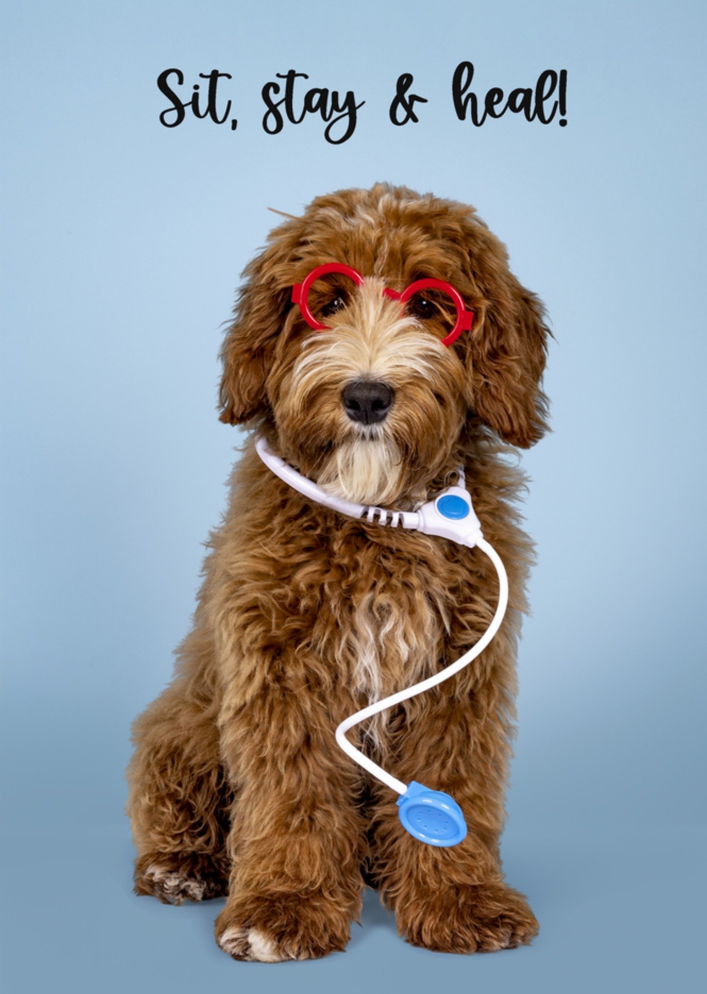 Beterschapskaart Grappige hond Kaart Catchy Images