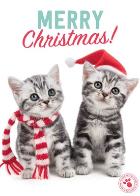 Studio Pets | Kerstkaart | Katjes