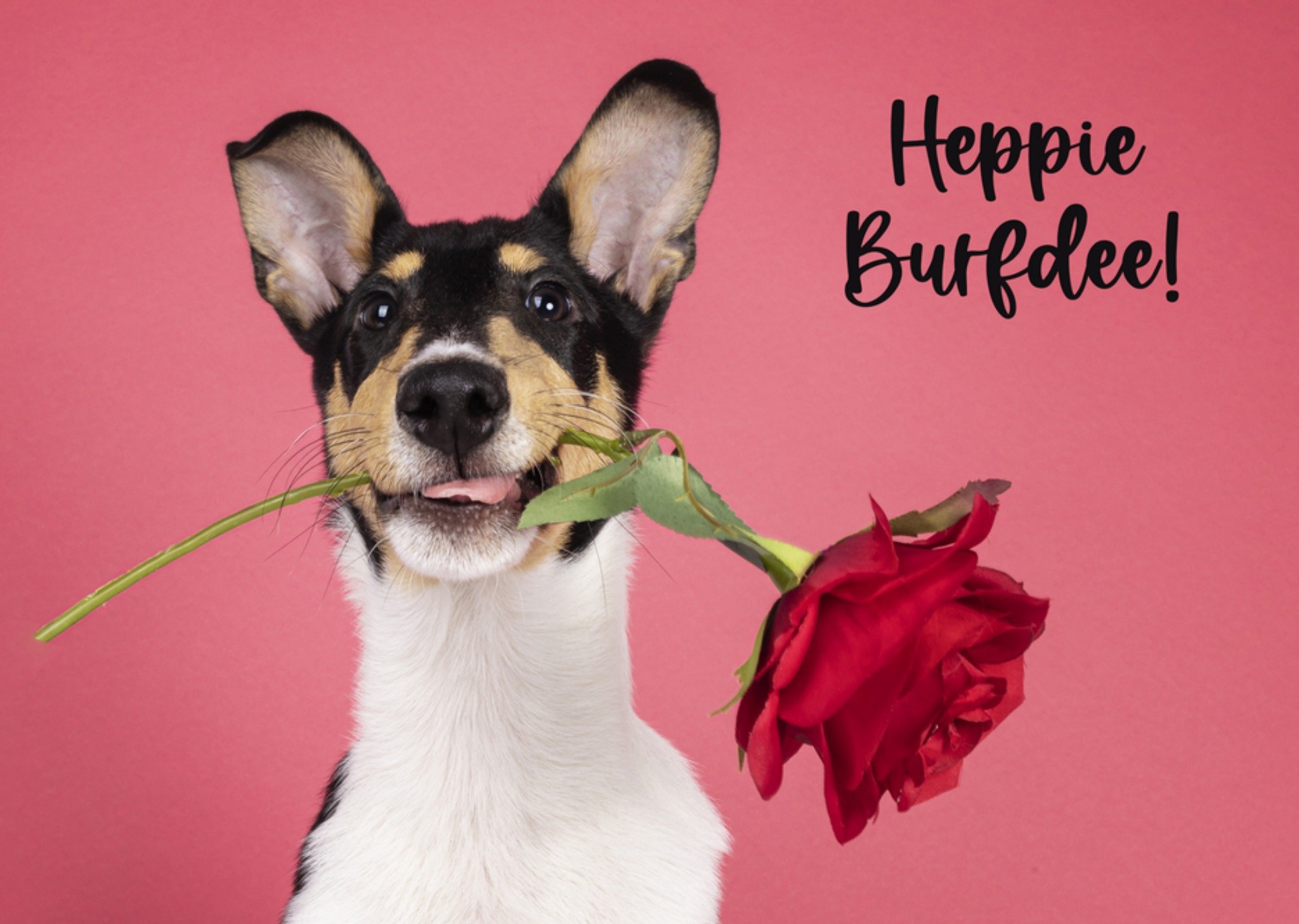 Verjaardagskaart roos Kaart Catchy Images