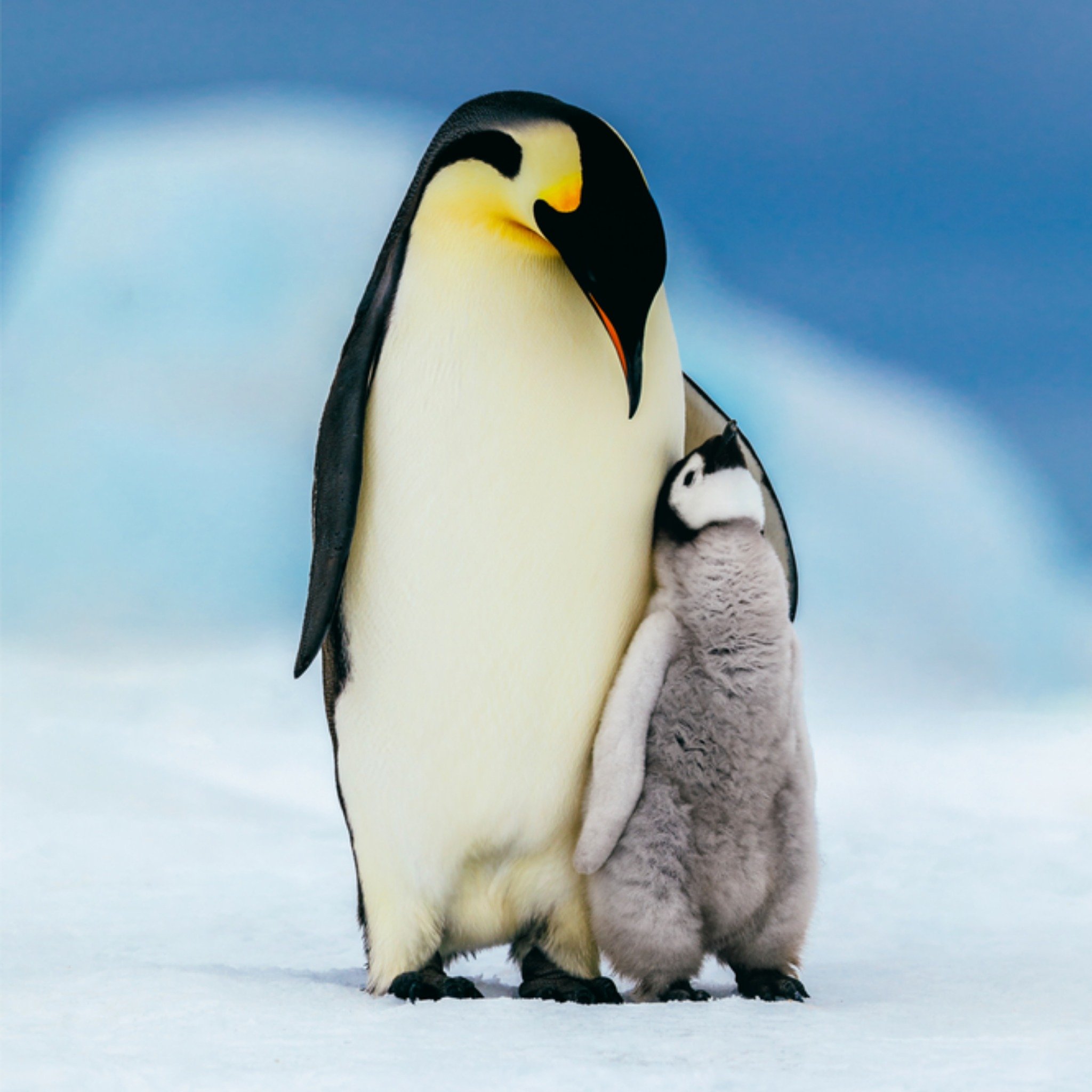 Greetz Bedanktkaart pinguins Vierkant