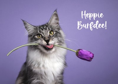 Catchy Images | Verjaardagskaart | kat