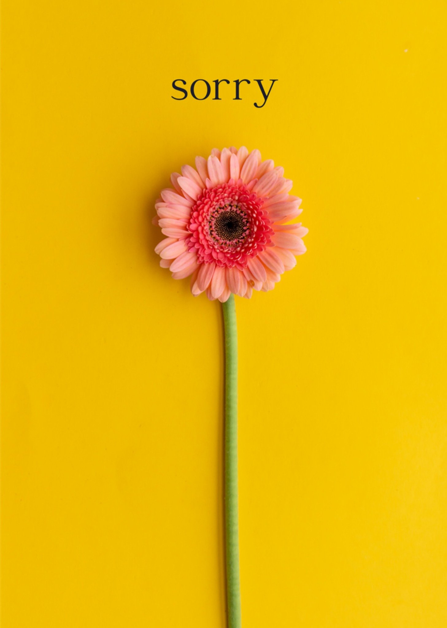 Sorry kaart Bloem Kaart Photoflash