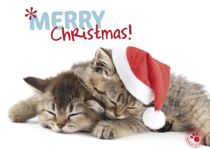 Studio Pets | Kerstkaart | katten