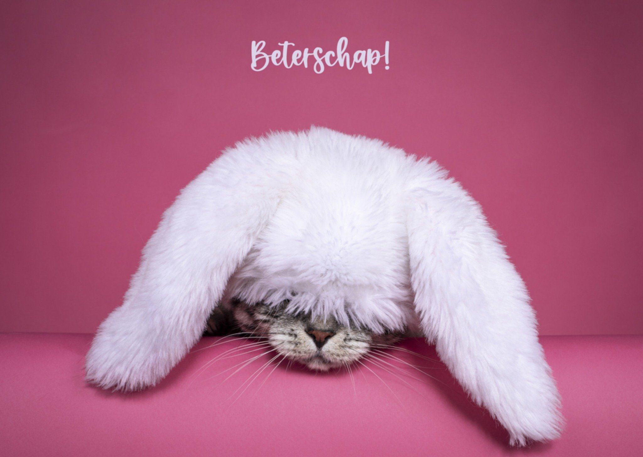 Beterschapkaart kat Kaart Catchy Images