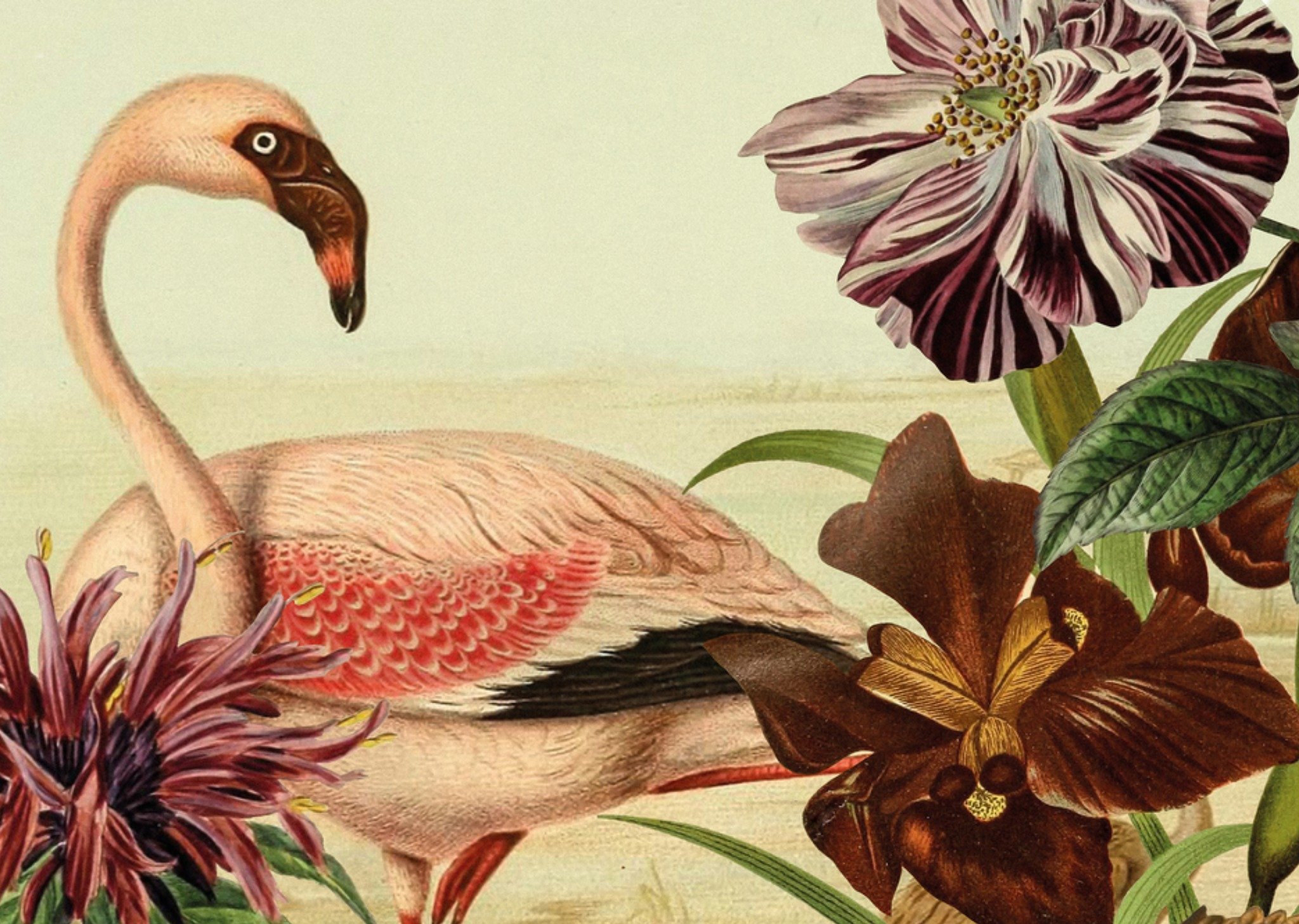 Zomaarkaart Flamingo Kaart NIN-NIT