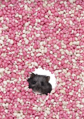 Catchy Images | Geboortekaart | roze muisjes