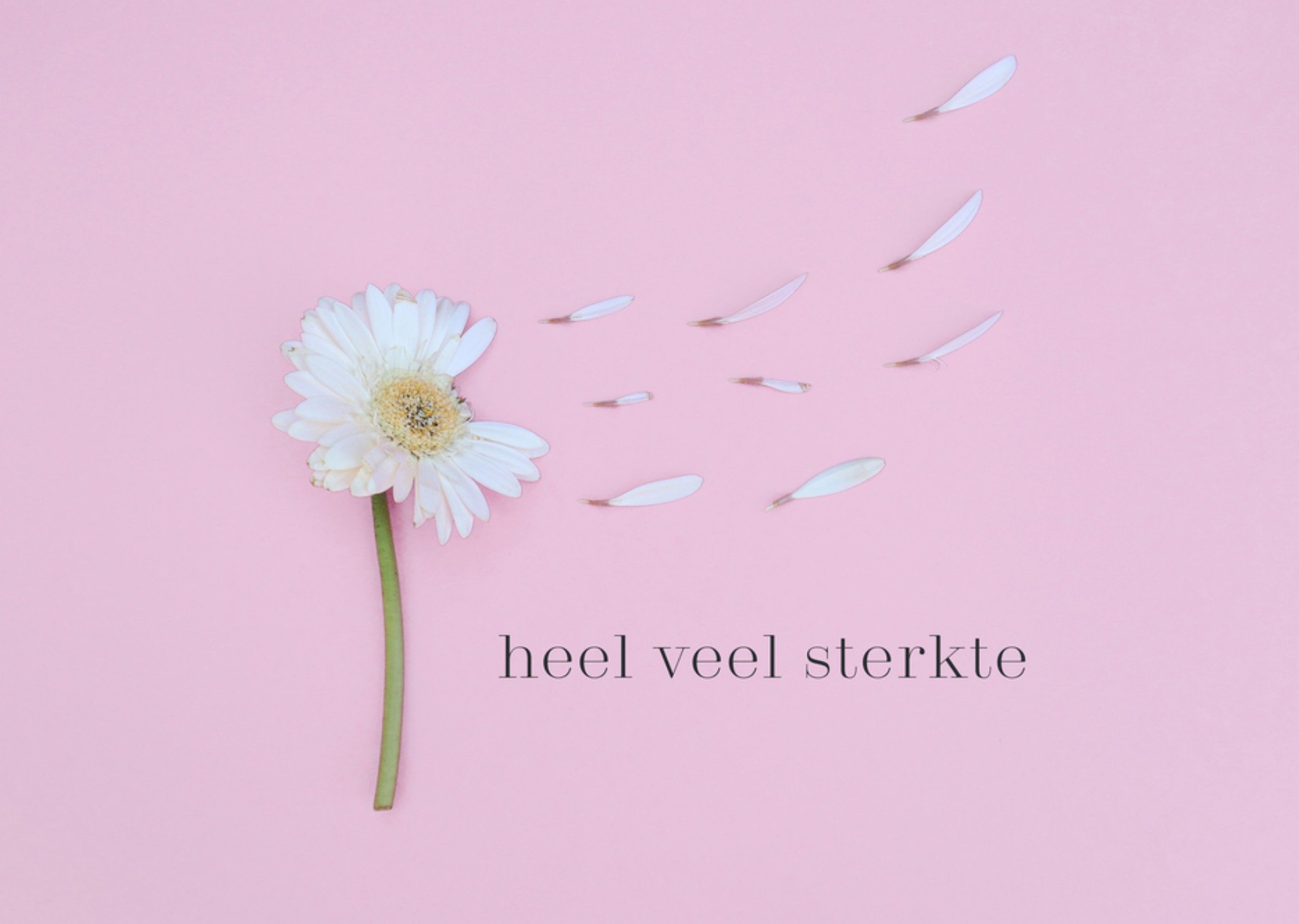 Condoleancekaart bloem Kaart Photoflash