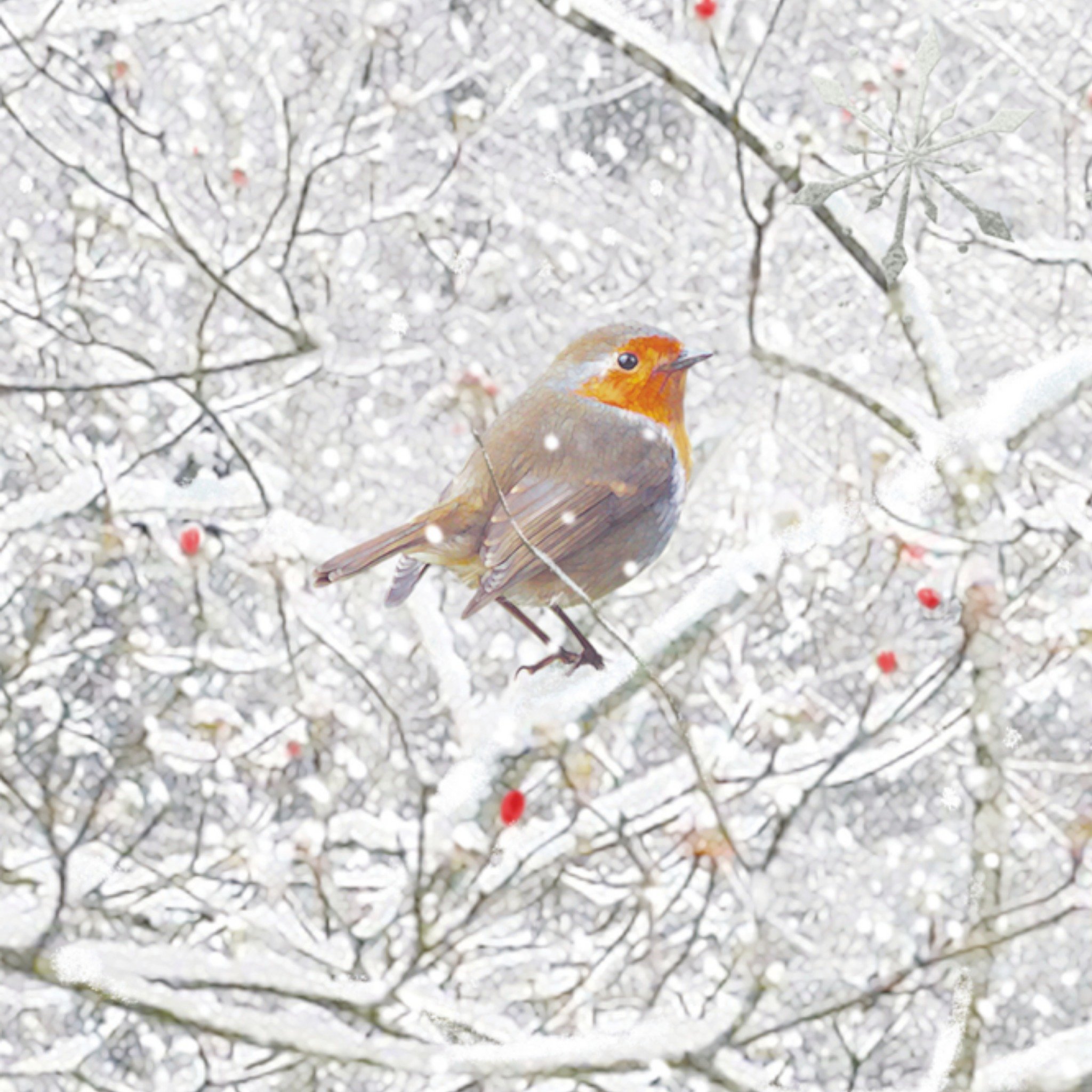 TMS Kerstkaart Roodborstje Vierkant