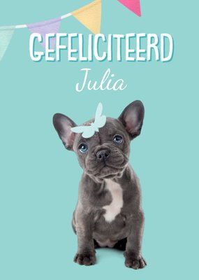 Studio Pets | Gefeliciteerd | Hond