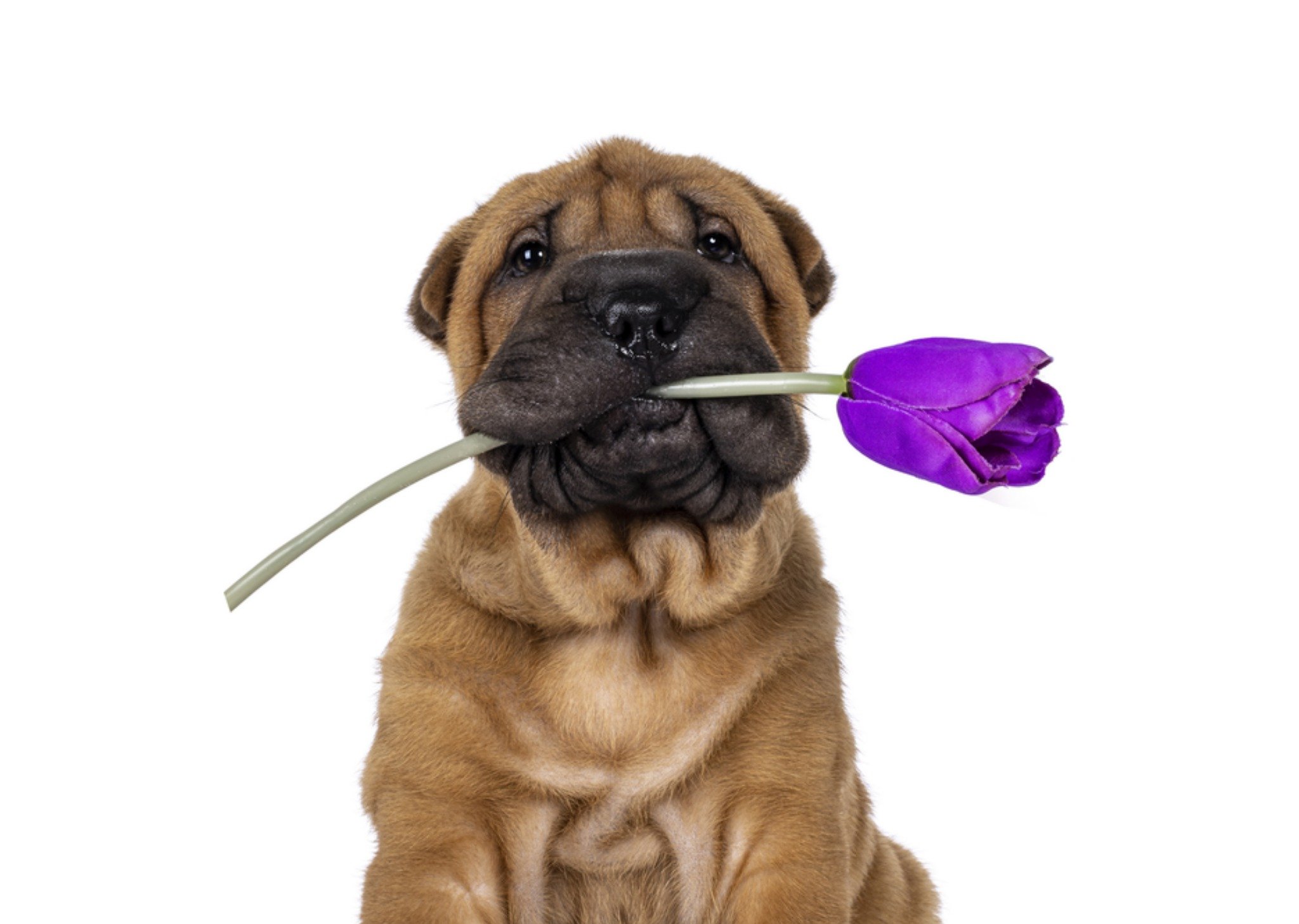 Zomaar kaart tulp Kaart Catchy Images