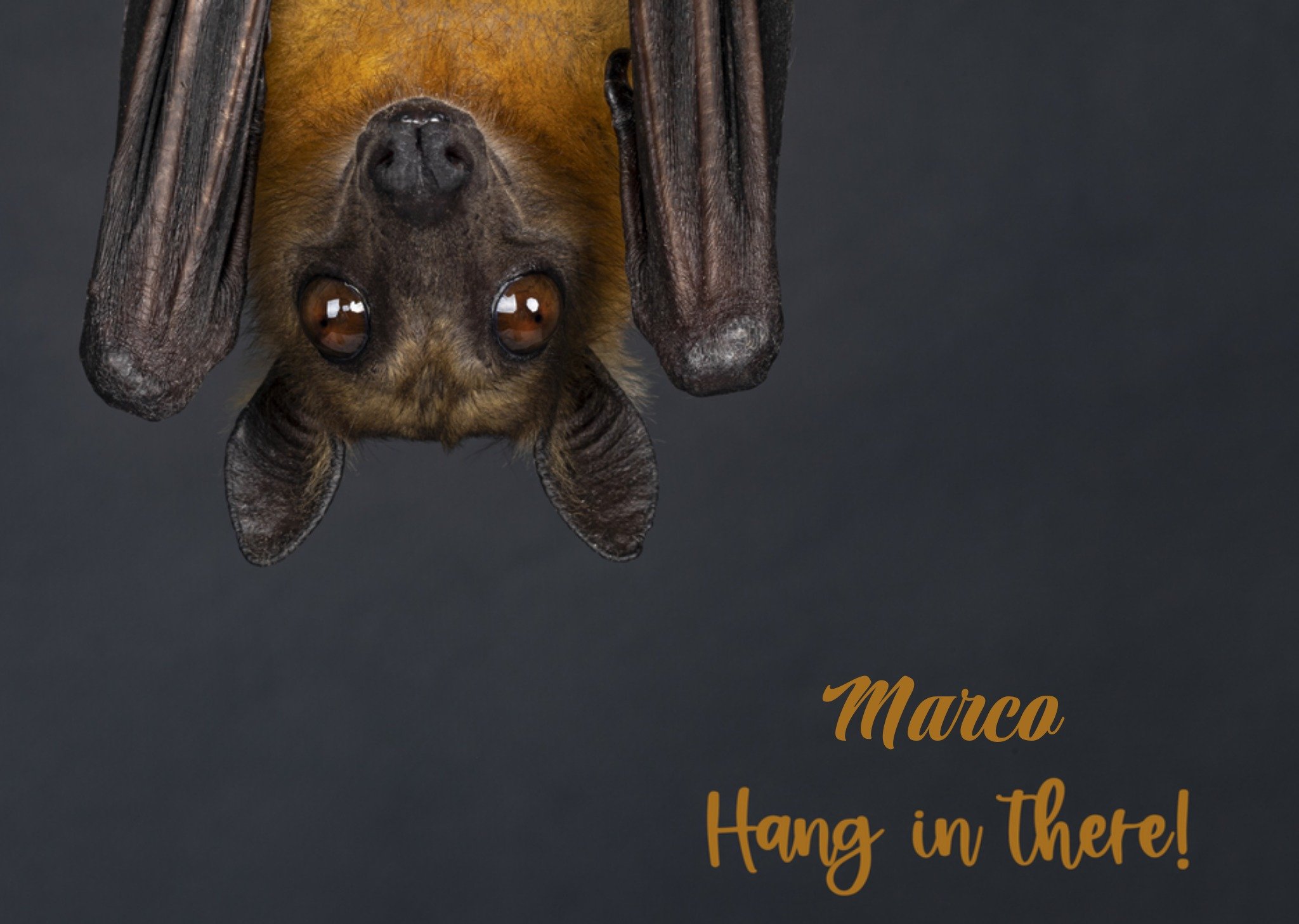 Beterschapkaart vleermuis Kaart Catchy Images