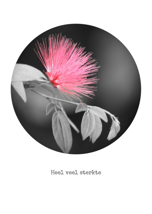 Grijze tak met roze bloem