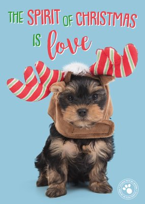 Studio Pets | Kerstkaart | Love