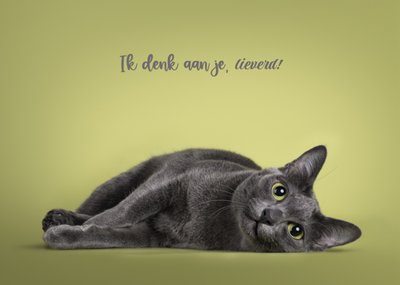 Ik Denk Aan Je Lieverd Kat Kaart
