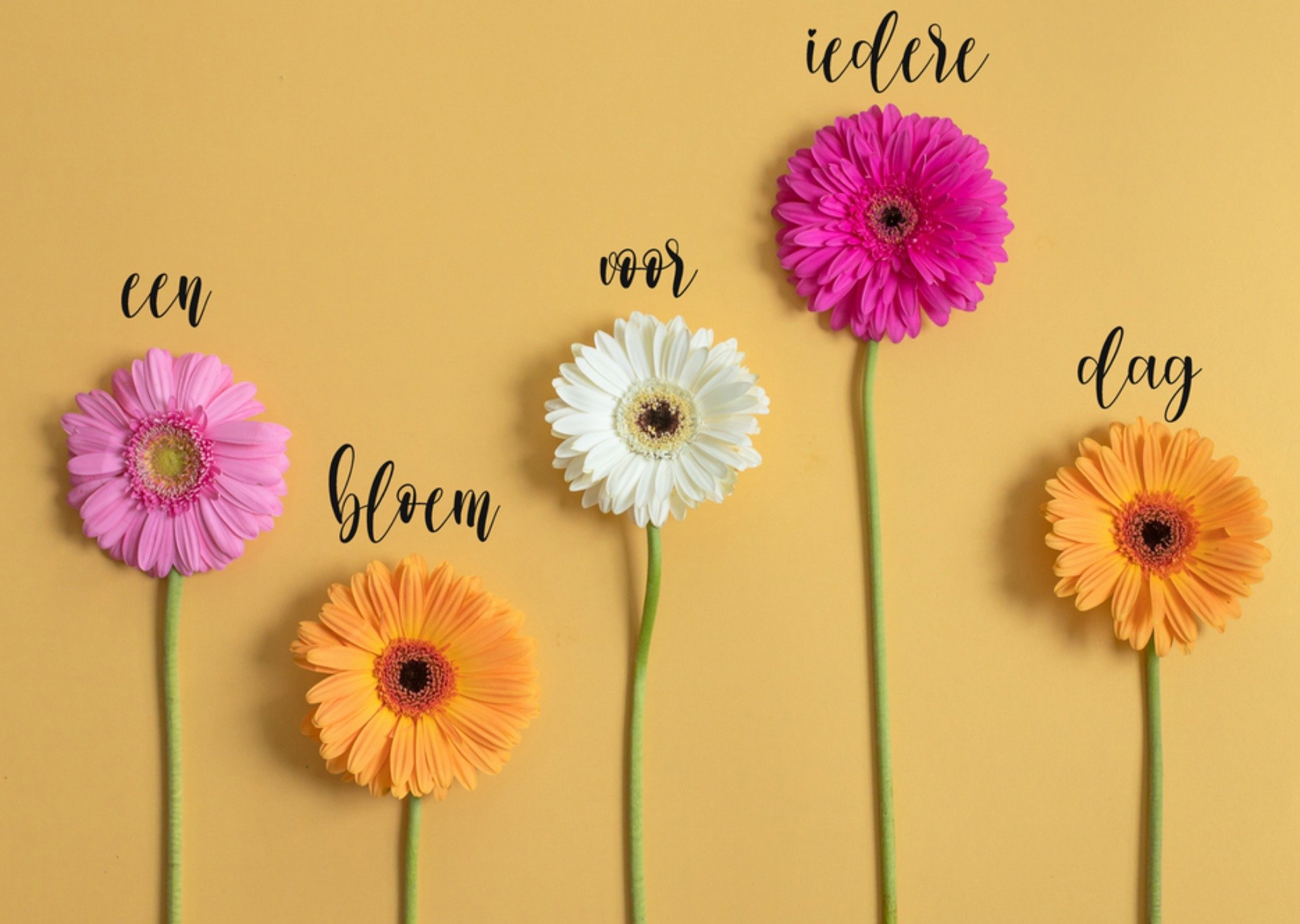 Moederdagkaart bloemen Kaart Photoflash