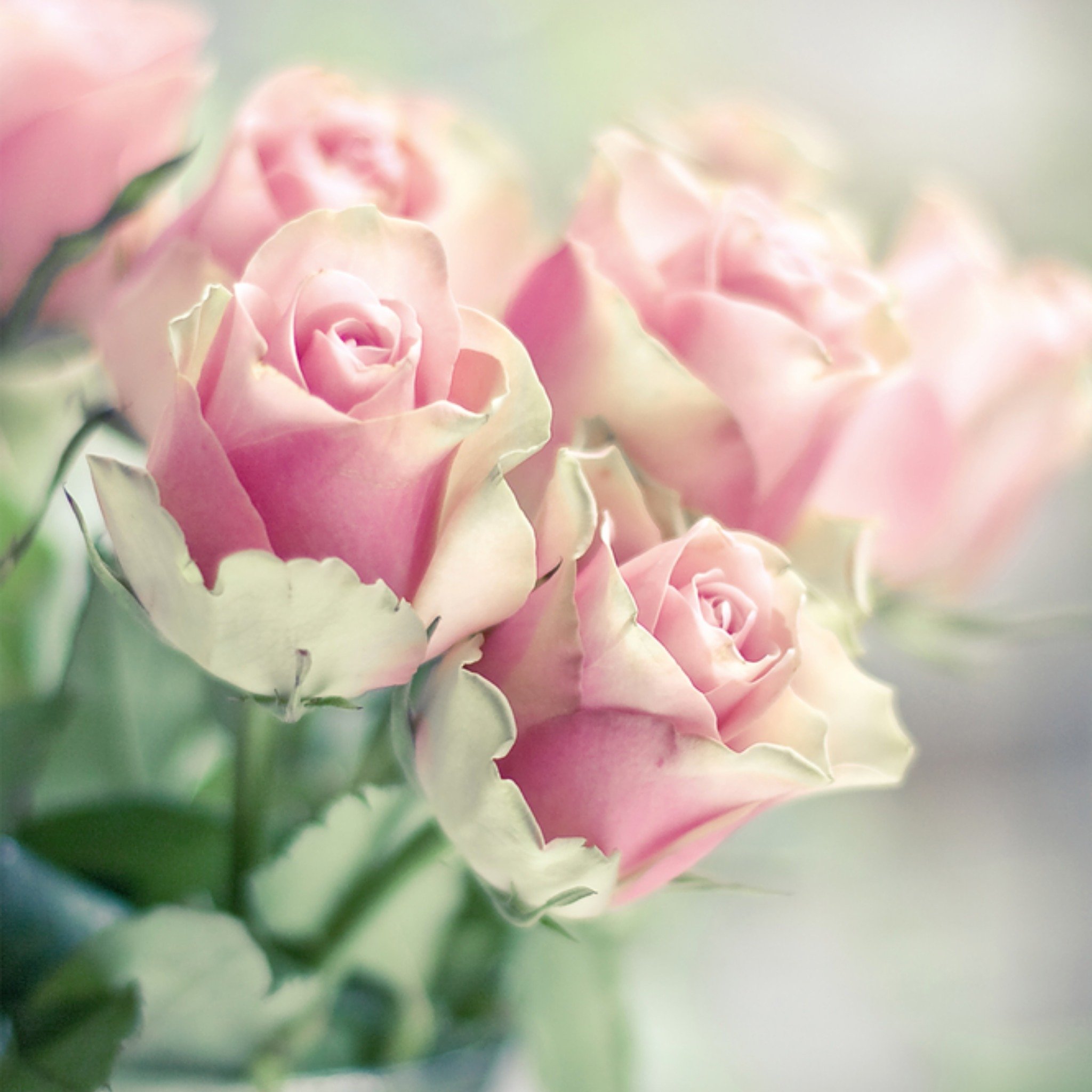 Rozen Vierkante Kaart Paperclip