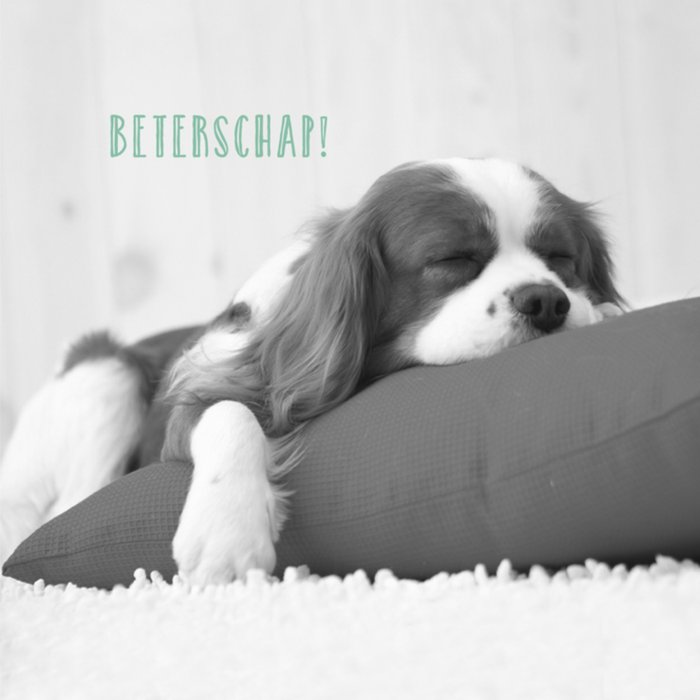 UK Greetings | Beterschapskaart | hondje