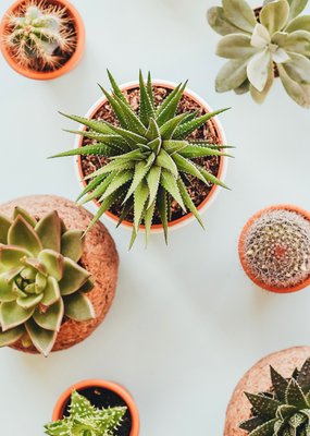 Greetz | Zomaar | cactus