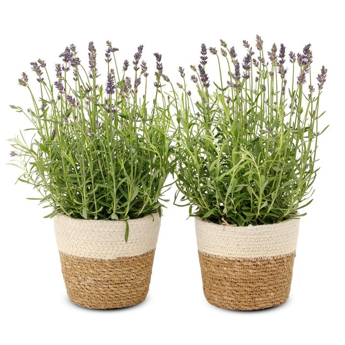 Lavendel planten | Incl manden