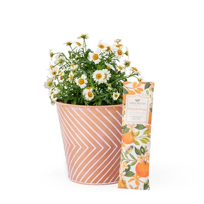 Margriet plant met geurzakje