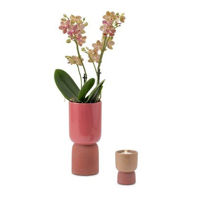  Planten giftset | Orchidee 