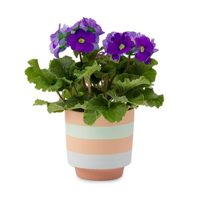 Primula plant | Incl. pot