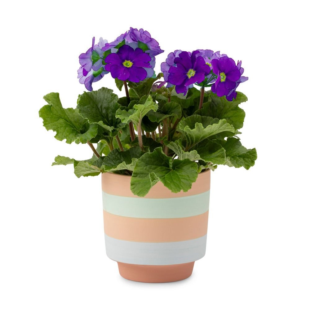 Greetz | Primula plant | Incl. pot | Flowers