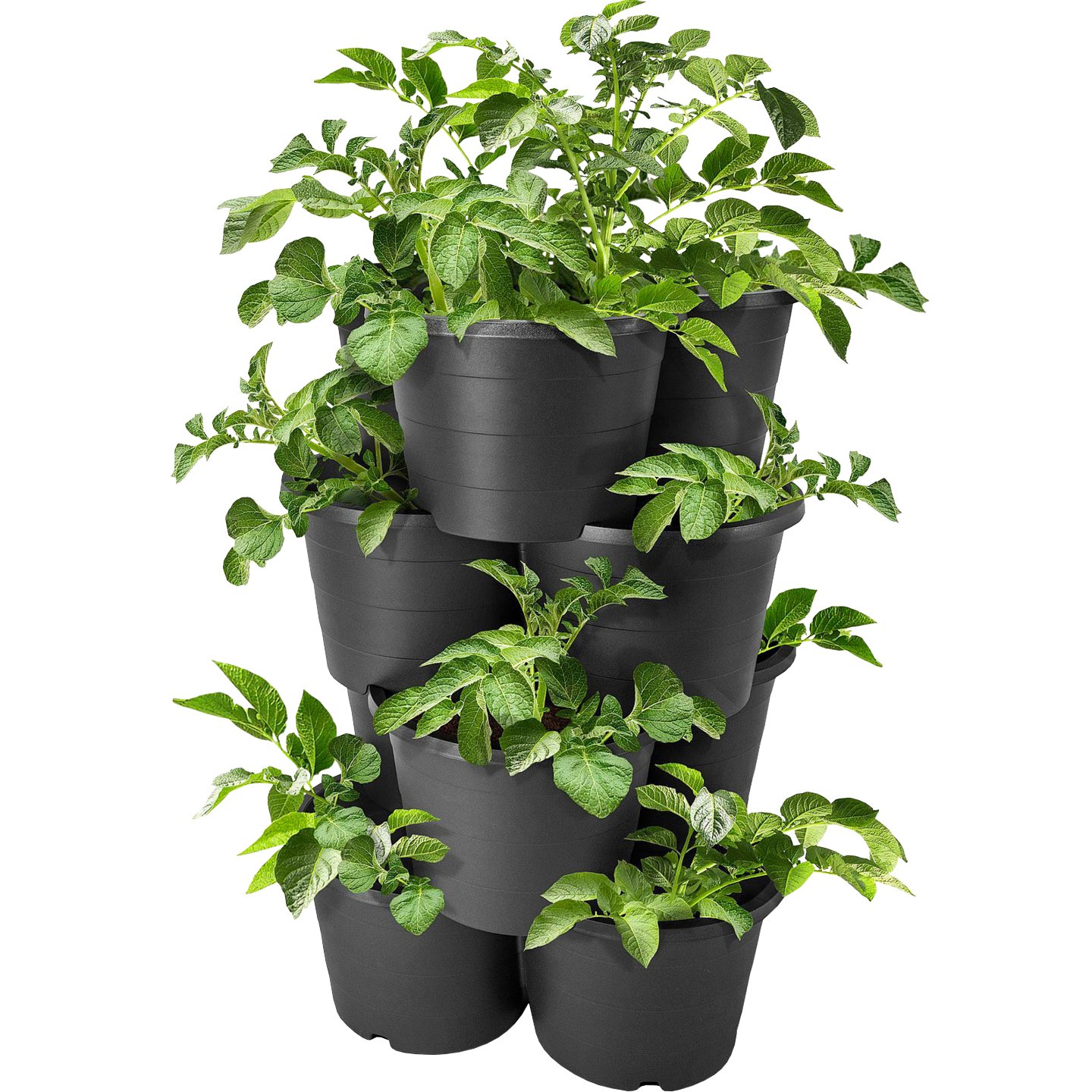 Burgonya- és Növénytorony