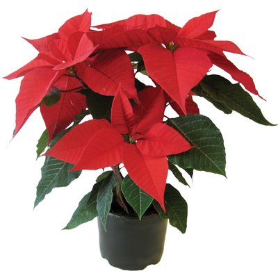 MIKULÁSVIRÁG termékképe