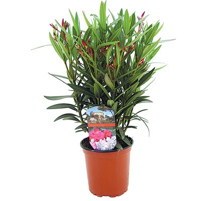 LEANDER 13/45CM termékképe