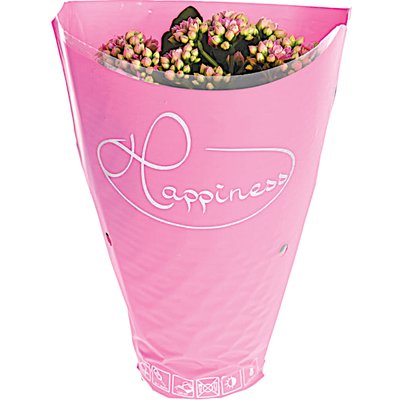 KORALLVIRÁG termékképe