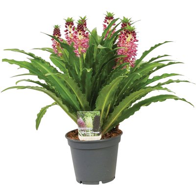 TÖRPE LILIOM MIX termékképe