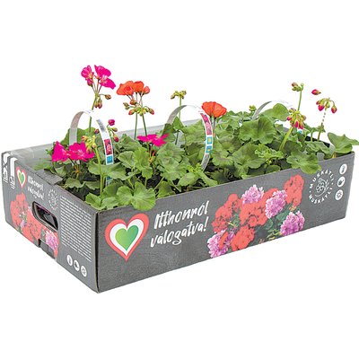 DIPLADENIA PIRAMIS termékképe