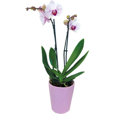 INDOOR DISPLAY 25.1 termékképe